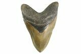 Serrated, Fossil Megalodon Tooth - North Carolina #346337-1